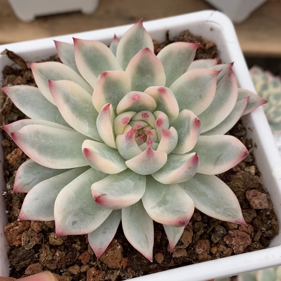 吉娃娃锦多肉植物7143