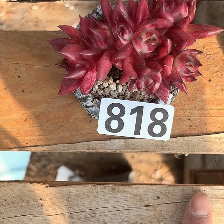 哦*豁多肉植物一物一拍