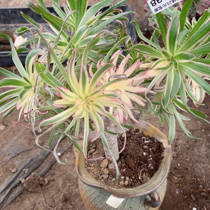 238围巾有砍多肉12345678