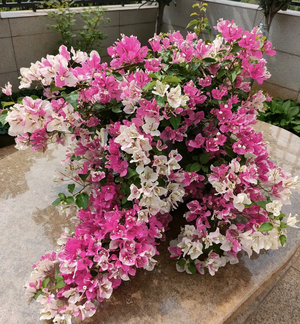 【一颗漳红樱不带花】三角梅四季开花勤花庭院爬藤好养   桥头基地。