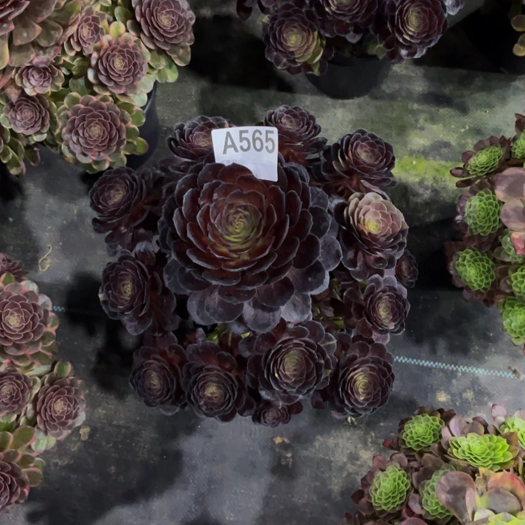 多肉黑魔000000000565