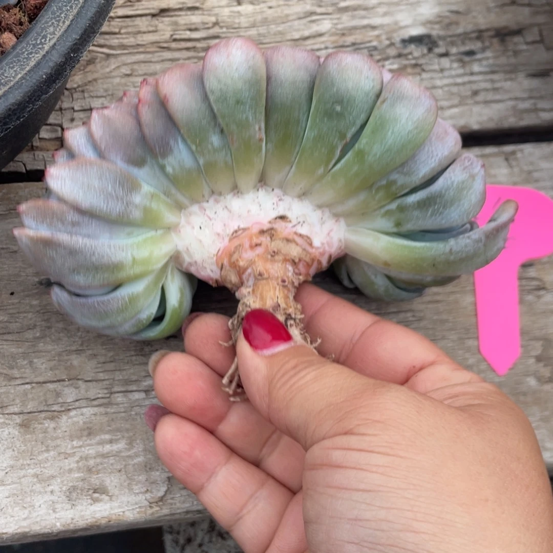 灬***灬石榴子星影缀化大粗腿