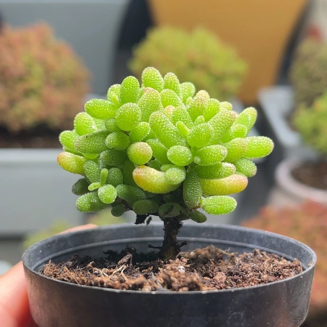 003蜜桔糖球优选枝干