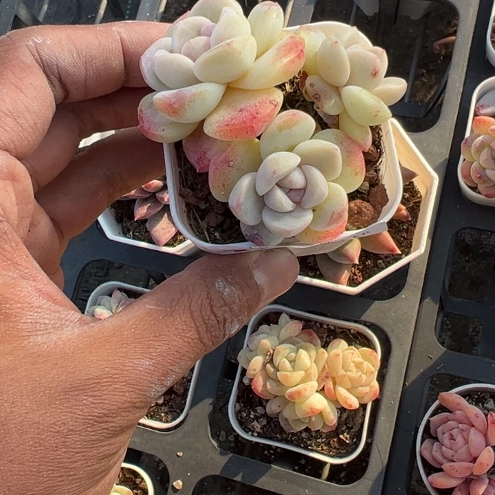 儂***個668号三头紫心冰玉群一物一拍