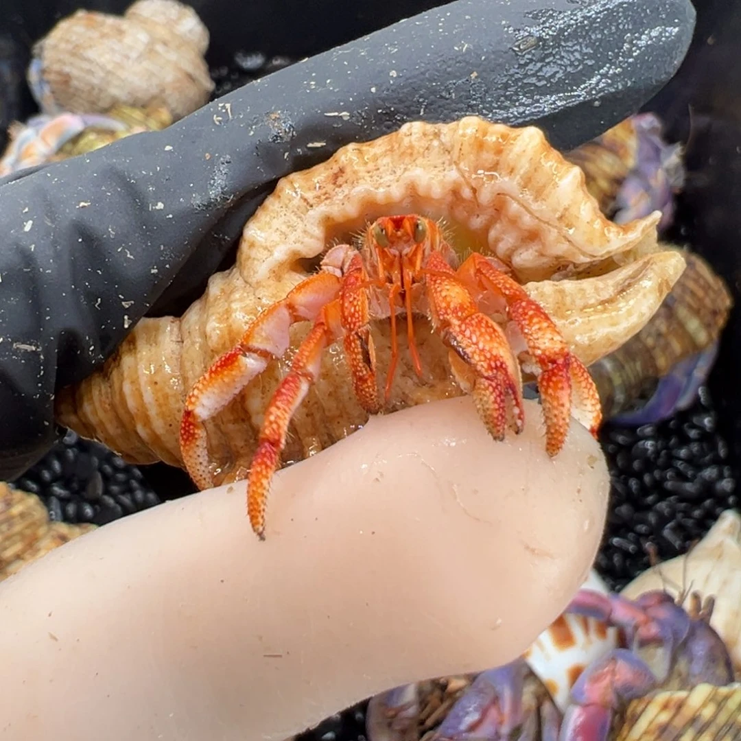 小印尼草莓豆横卡1.0口