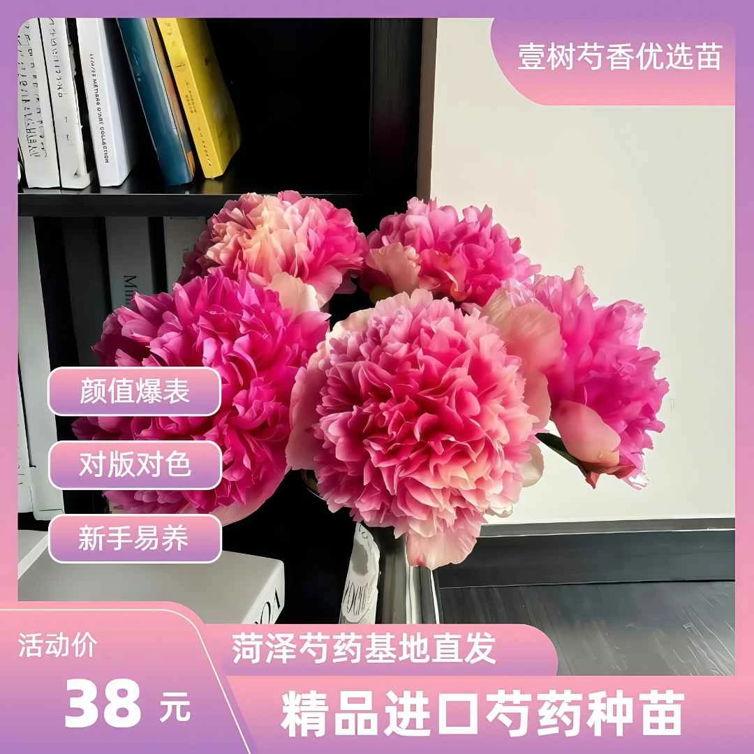 【进口芍药御前表演】种苗源头直发保对版盆栽庭院阳台办公室易成活