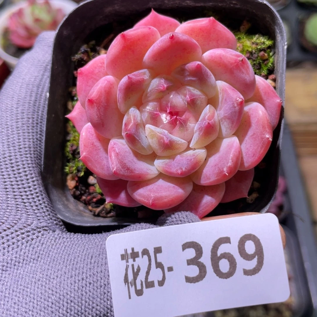 花利美25-369秘境冰魄