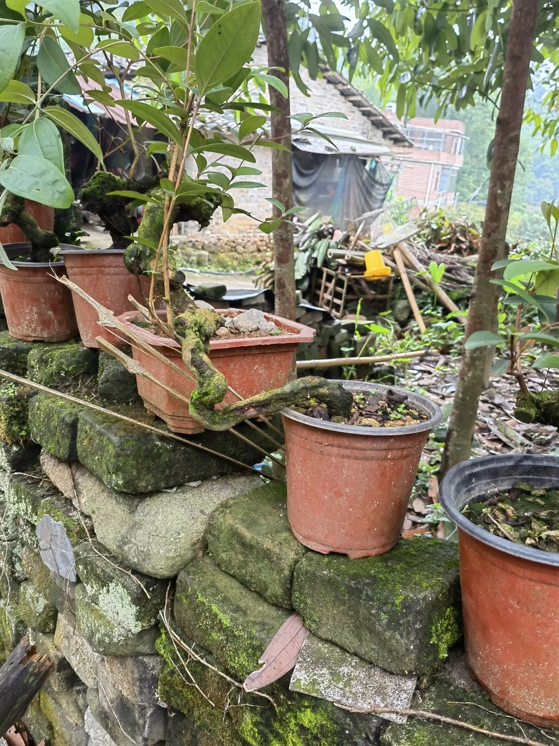 桃金娘盆景精品老桩植物