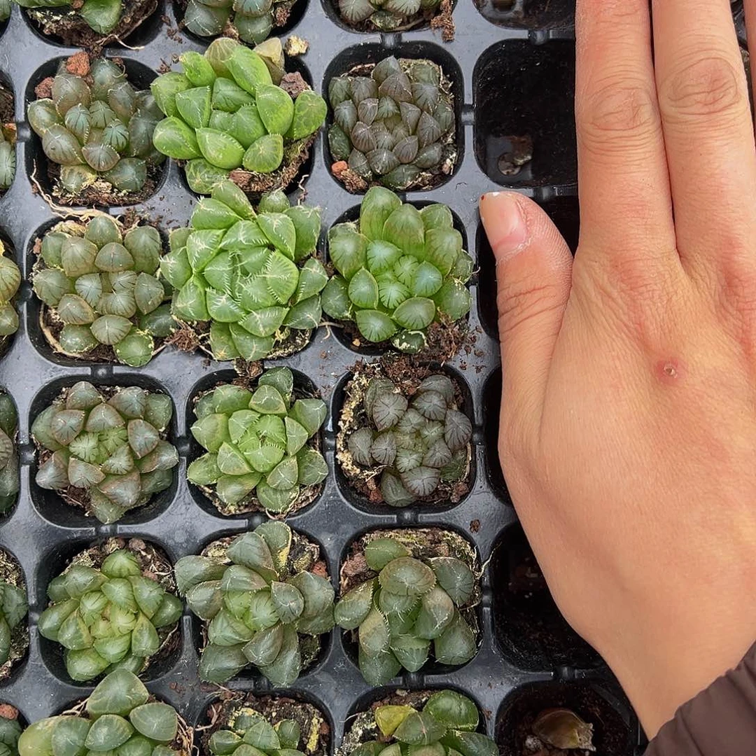 直播福利一物一拍07