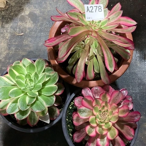 海王红同白白月光3颗278带脱土10以后发货