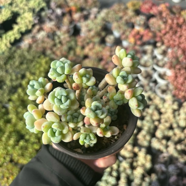 抢抢抢多肉植物，拼拼手速，先到先得
