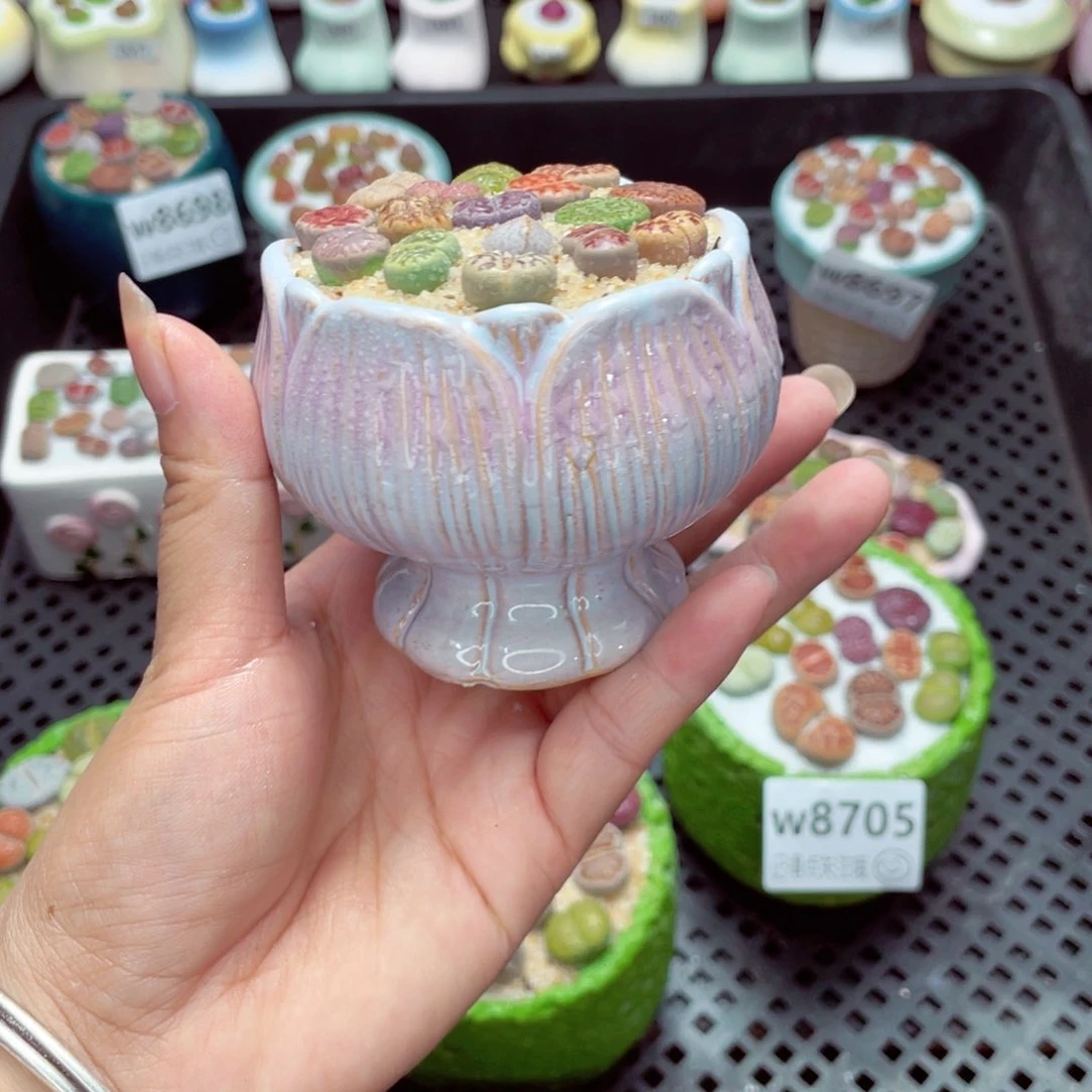 w8708 带盆土发货一物一拍