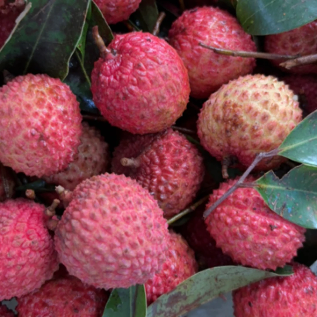 广东桂味荔枝 1斤广东省