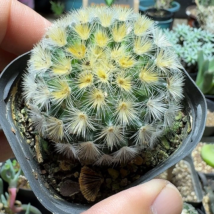 849佛头嘉文丸脱土发货