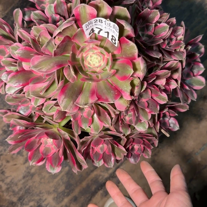 4718女郎多肉植物