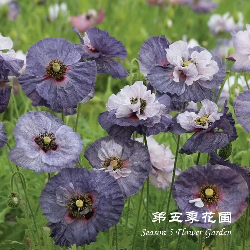 第五季花圃 虞美人合集 雪莉灰 坠入爱河 庭院花镜阳台盆栽花苗