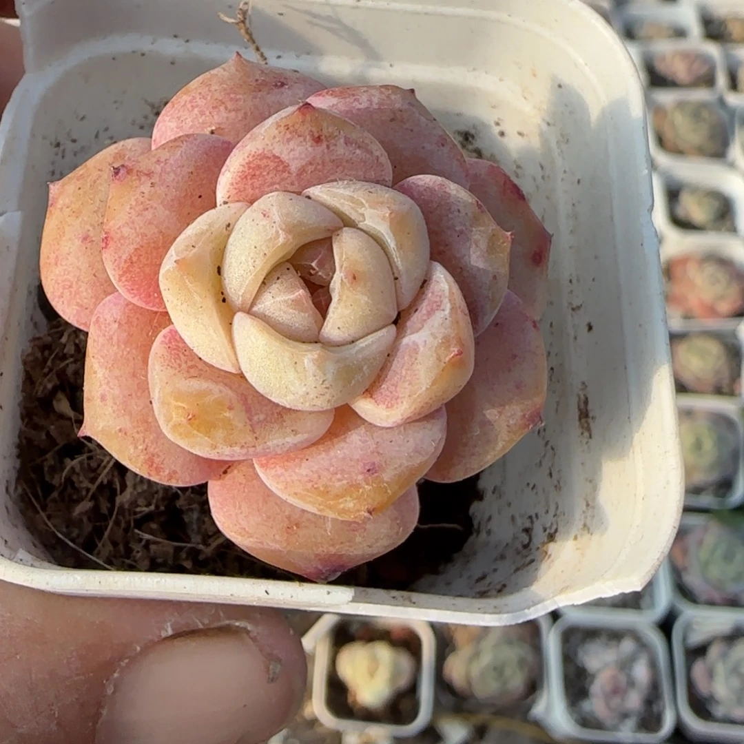 多肉小卡拉米糖心一物一拍