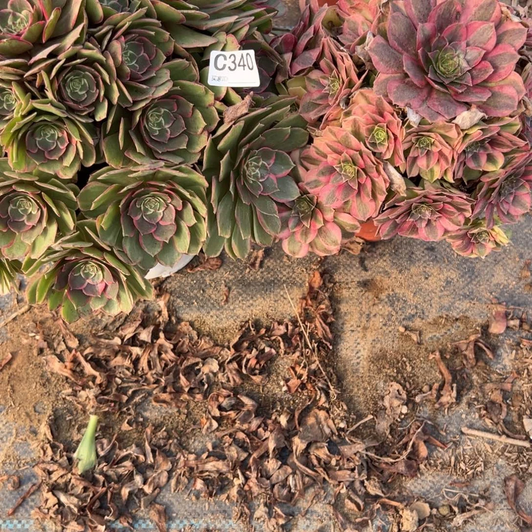 340两颗组合多肉植物