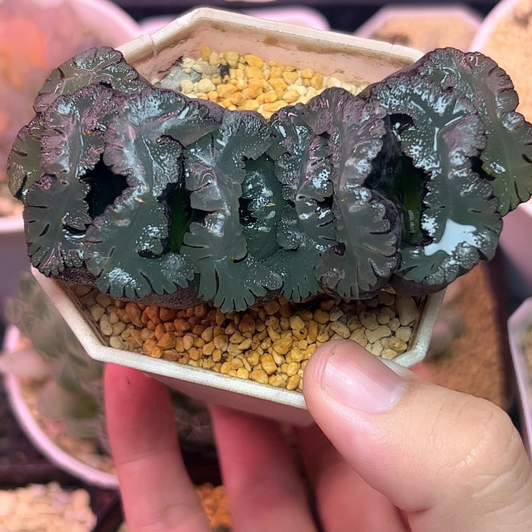 鬼岩城母本十二卷多肉植物