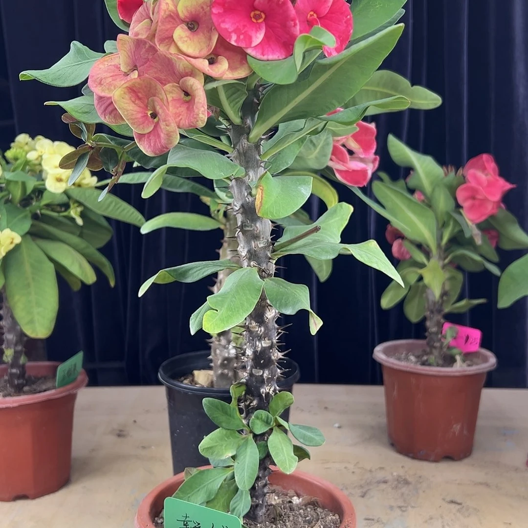 幸运女神泰国大花虎刺梅