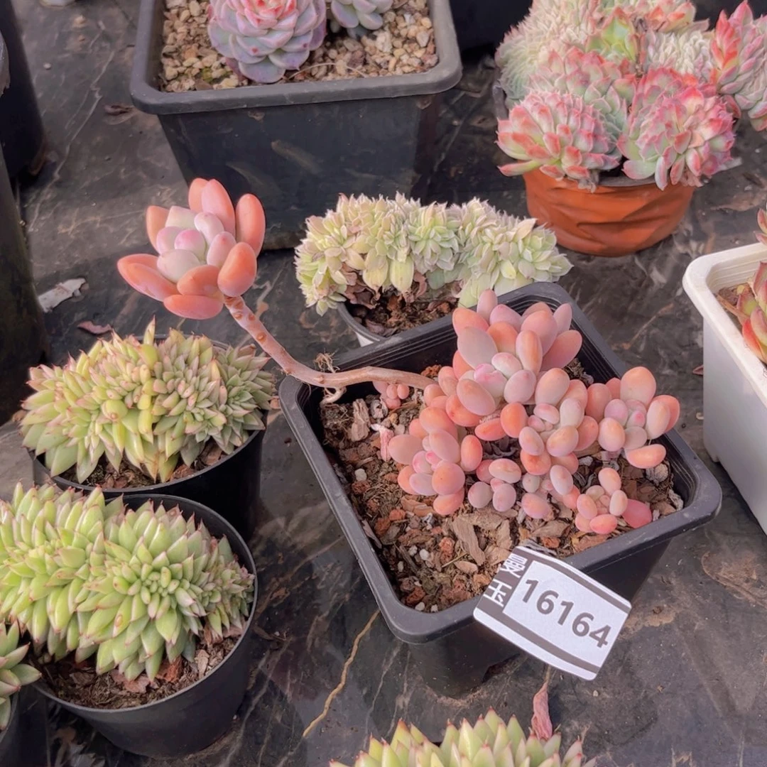 美人杂多肉植物16164