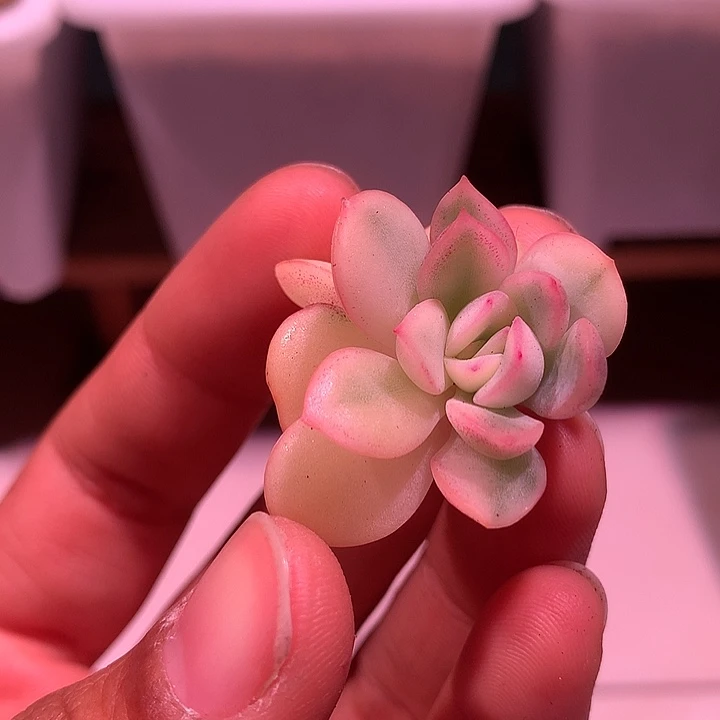 雨燕座锦锦锦锦锦