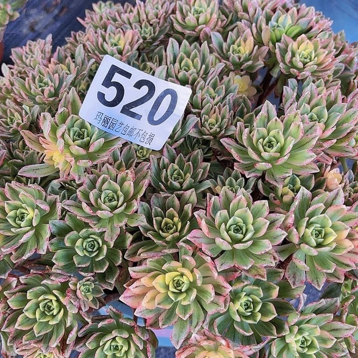 【闪购商品】涛*a520甜茶花2-6