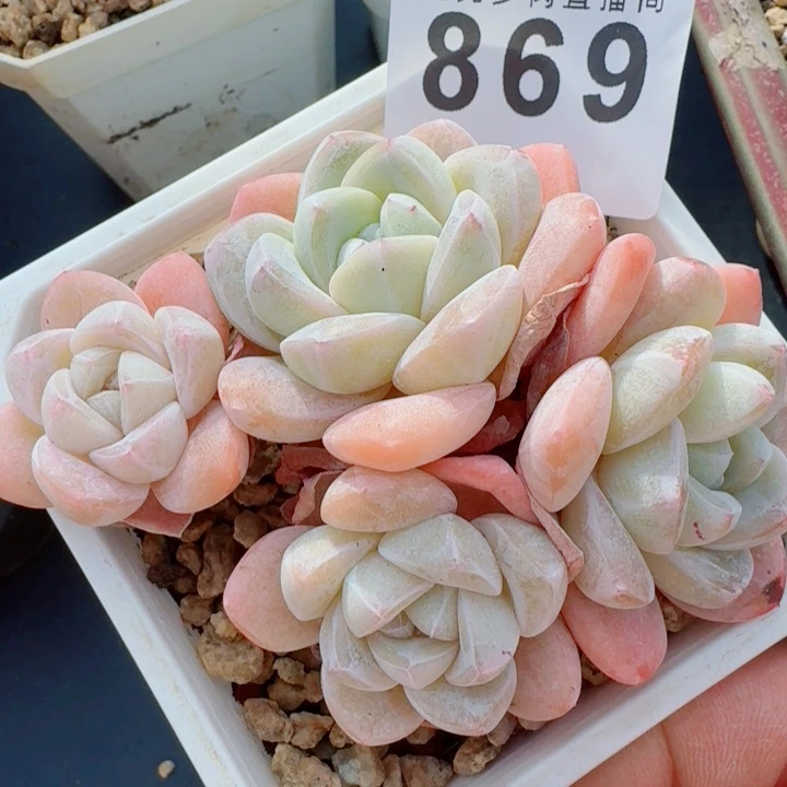 冰玉群生           精美多肉