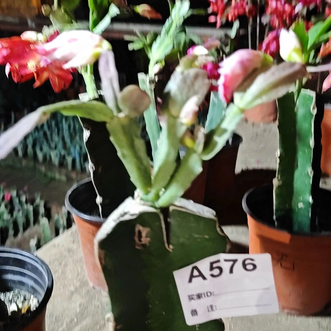 2099红重瓣脱土脱盆易掉芽苞576