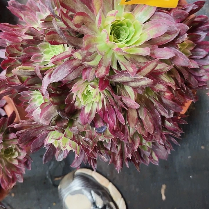 莲多肉植物福利298
