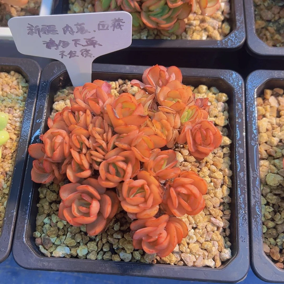 玫瑰秀妍，多肉植物，