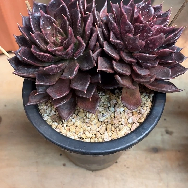 多肉植物，黑王子