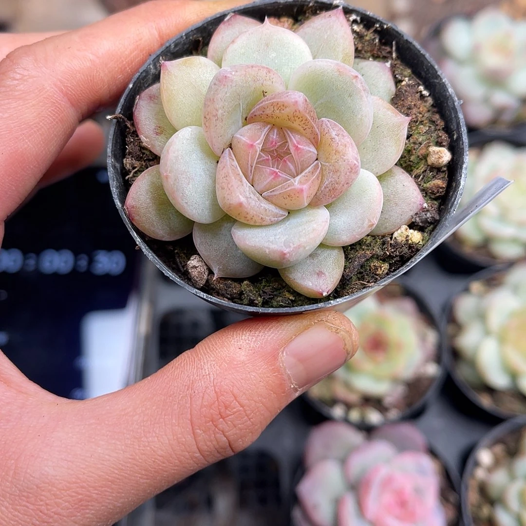 多肉一物一拍30-233