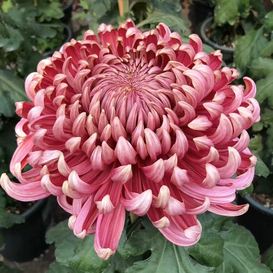 【红国华·兼六红】菊花盆栽菊花苗耐寒植物开花大菊花带花苞好养