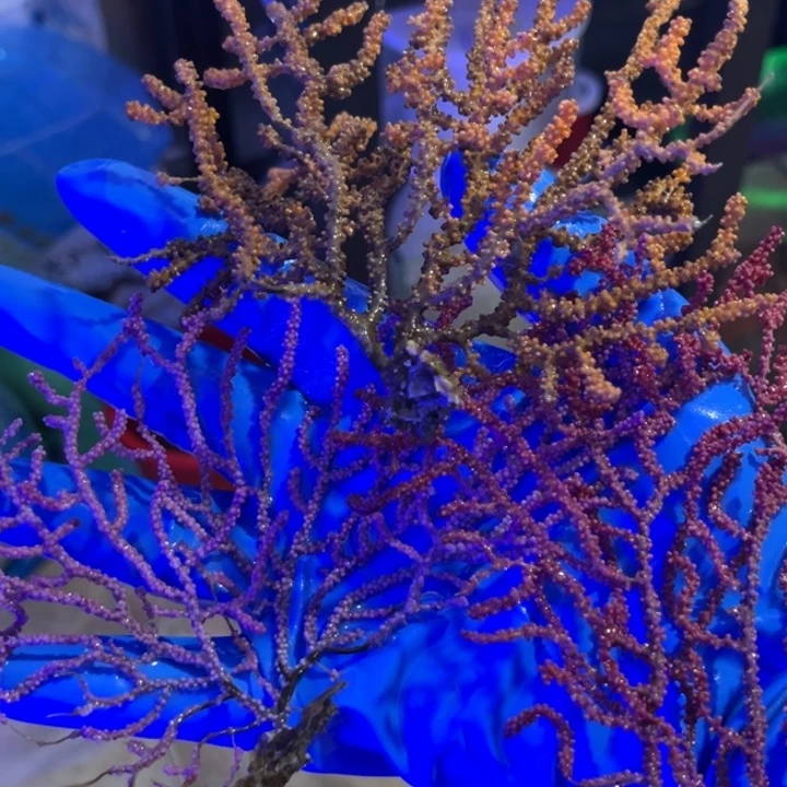 躺***平奶嘴海葵三颗海树1111