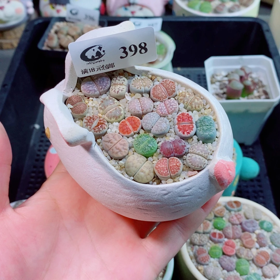生石花花花花花花398