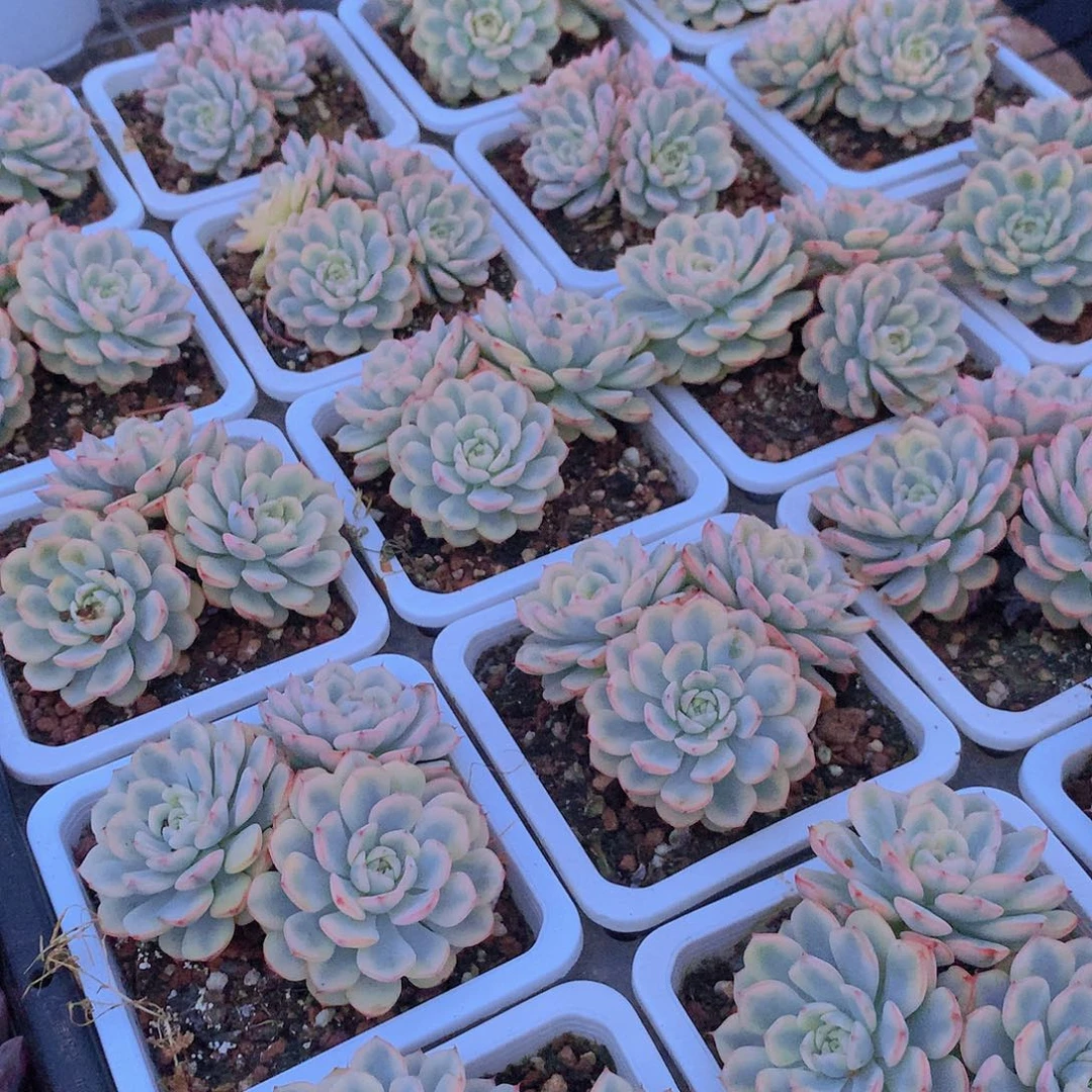 姬莲锦群646767777777777