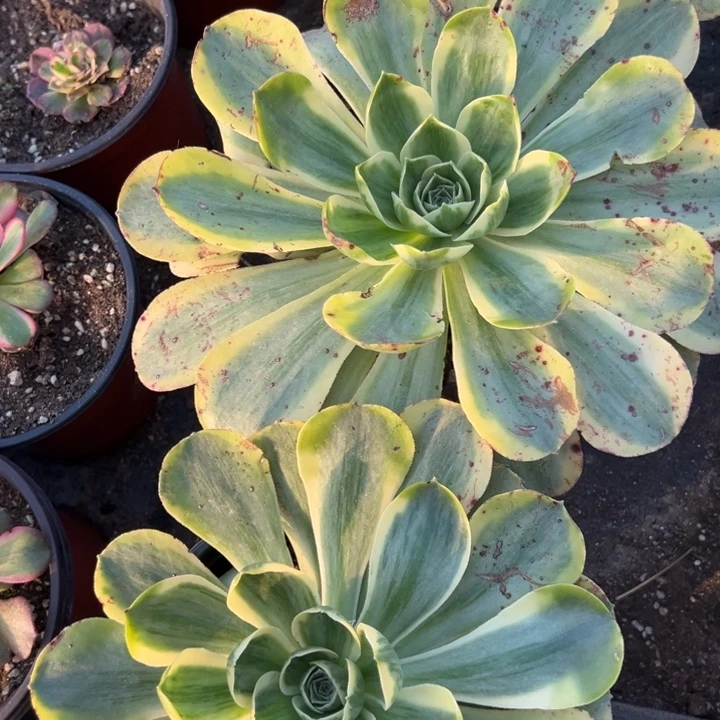 多肉植物香露盘点的