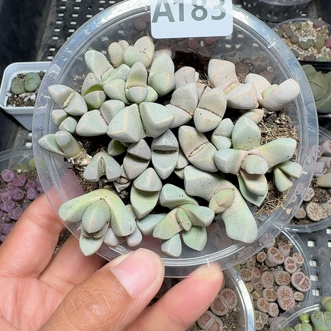 183多肉植物多肉植物