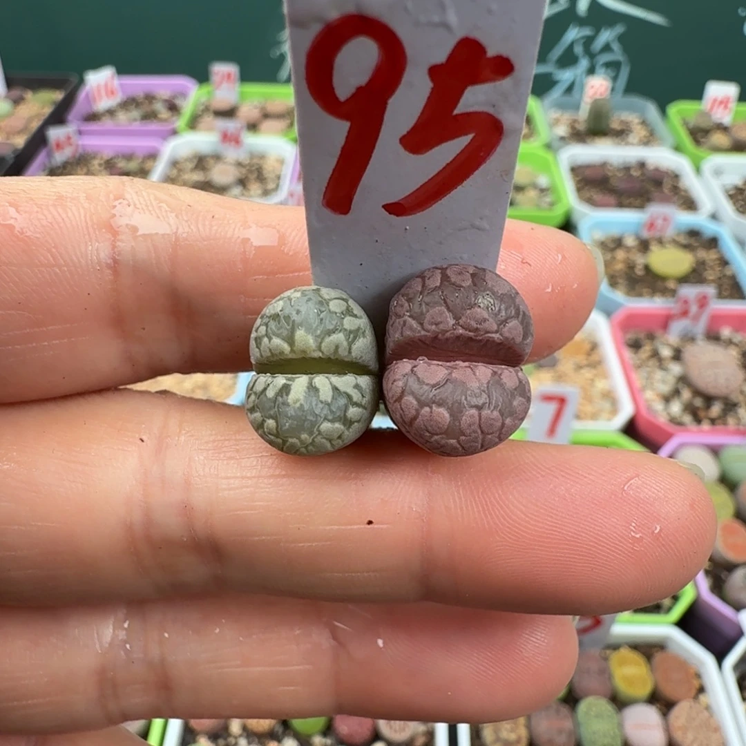 特价紫牙一对脱土 95