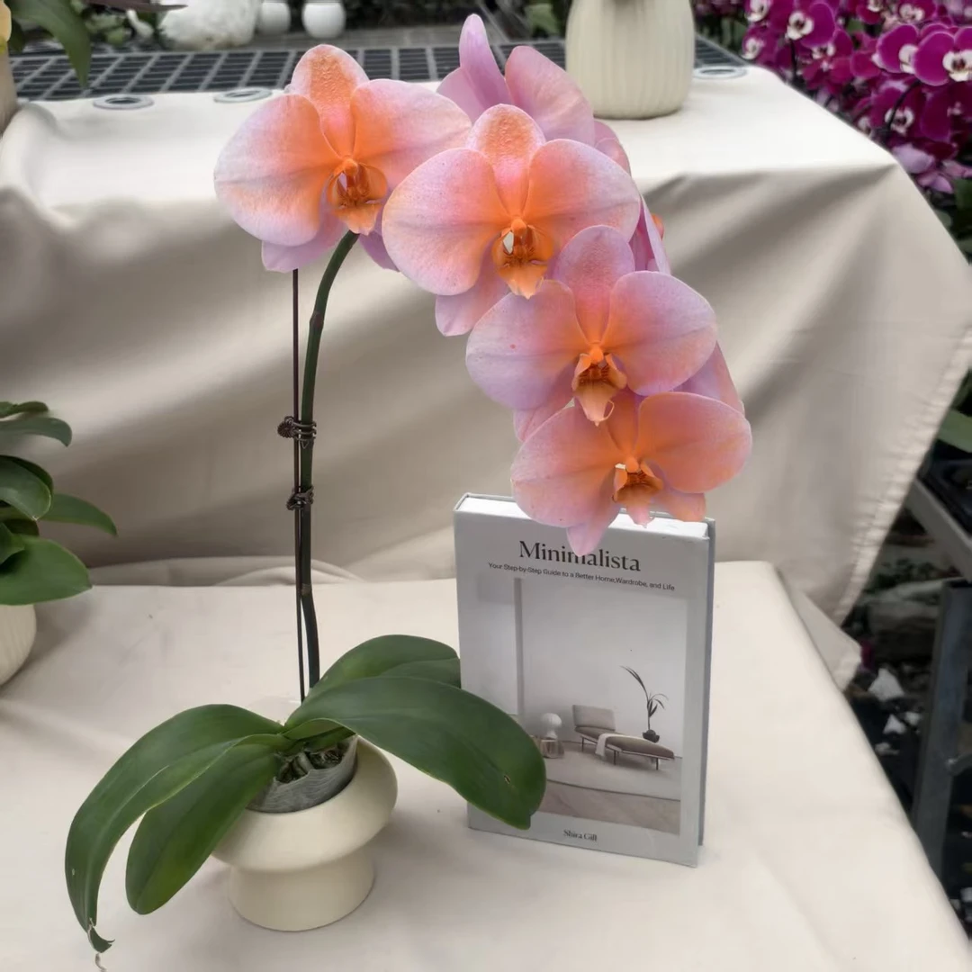 鲜花【粉橙公主】蝴蝶兰室内种植观赏可带花发货适合送礼-喷染工艺