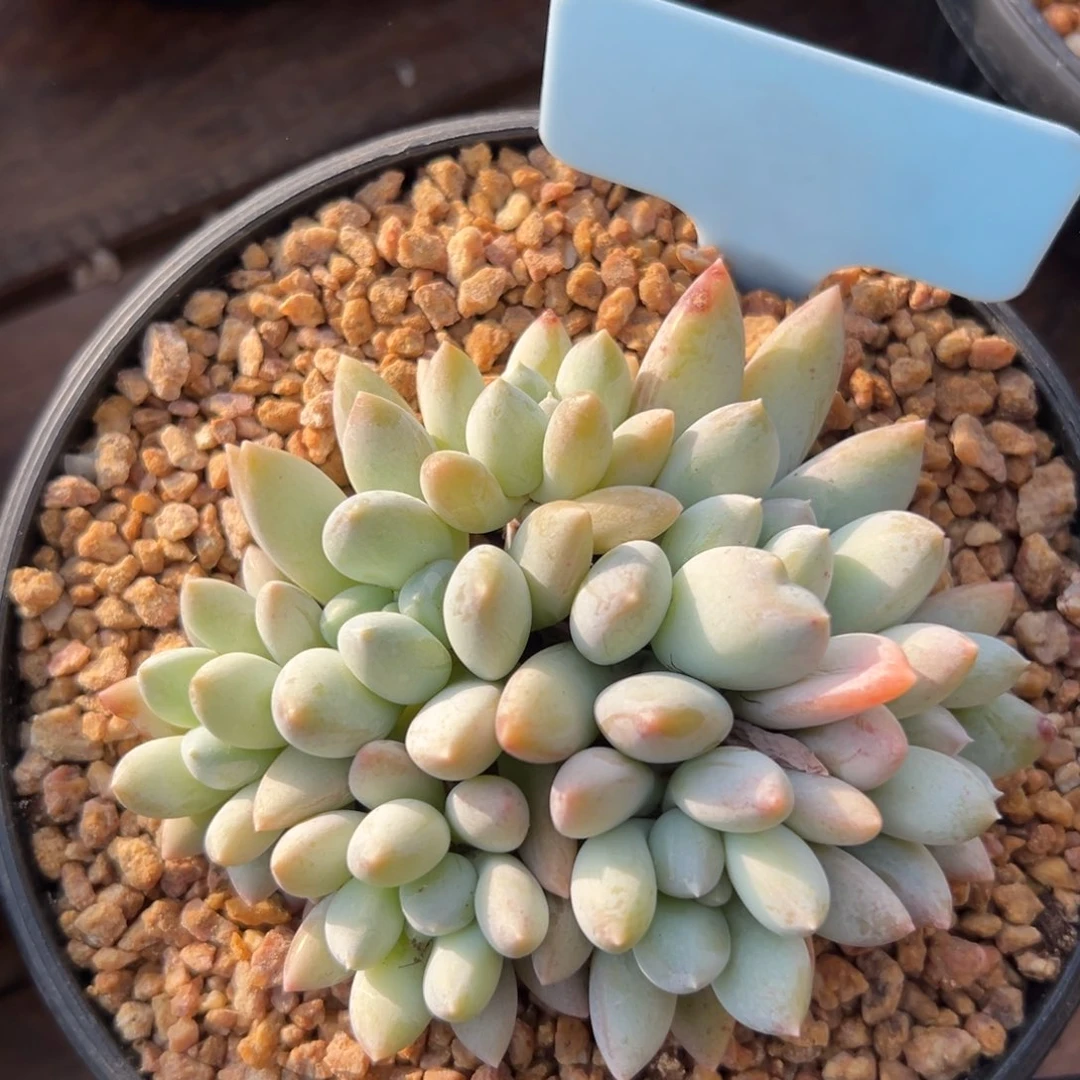 七彩奶糖111111111111111