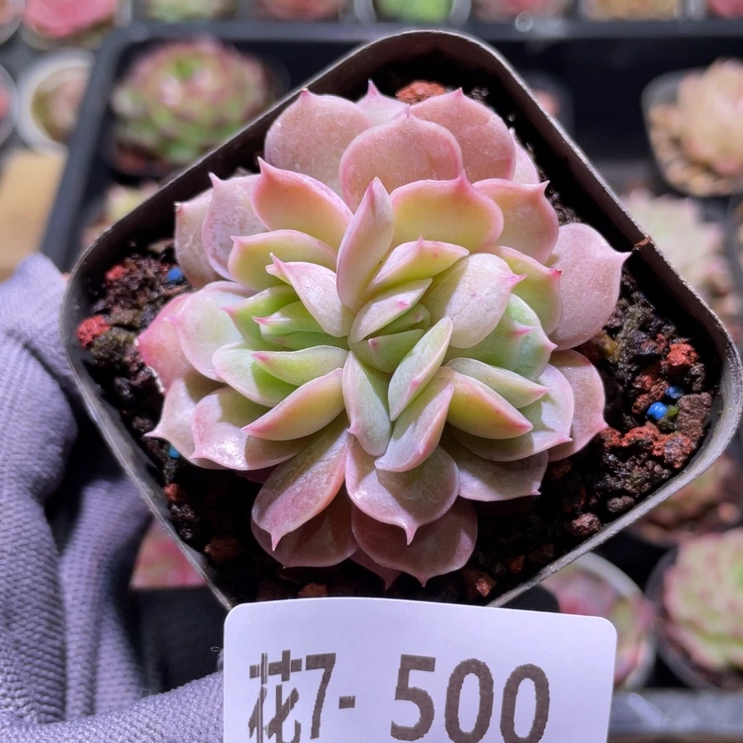 花利美7-500昂斯诺