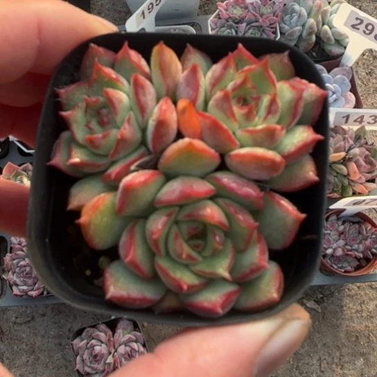 52宝莲灯莲多肉植物多