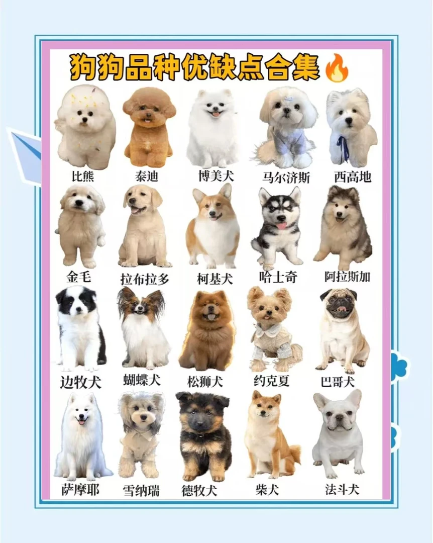 抖音直播萌宠狗狗品种大全
