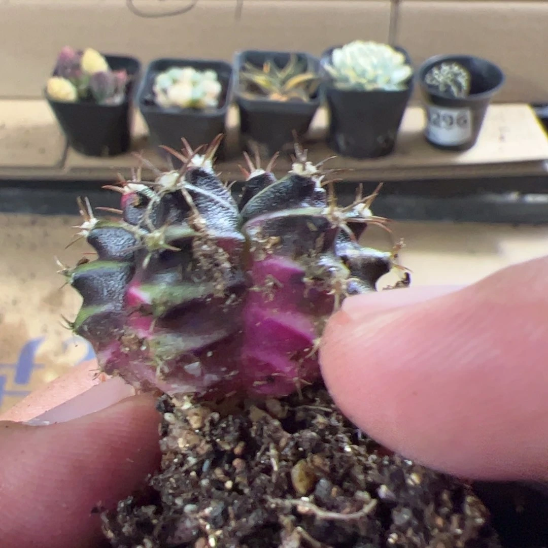 当前无花栽培后可以开花335