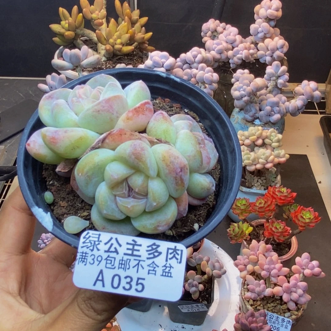 035冰玉多肉不包整