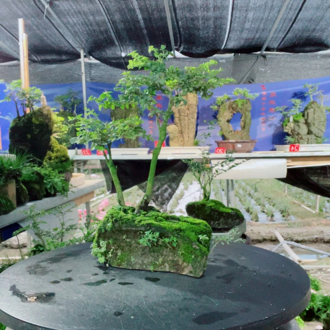 踪***化完全开放意阔老师家不带盆