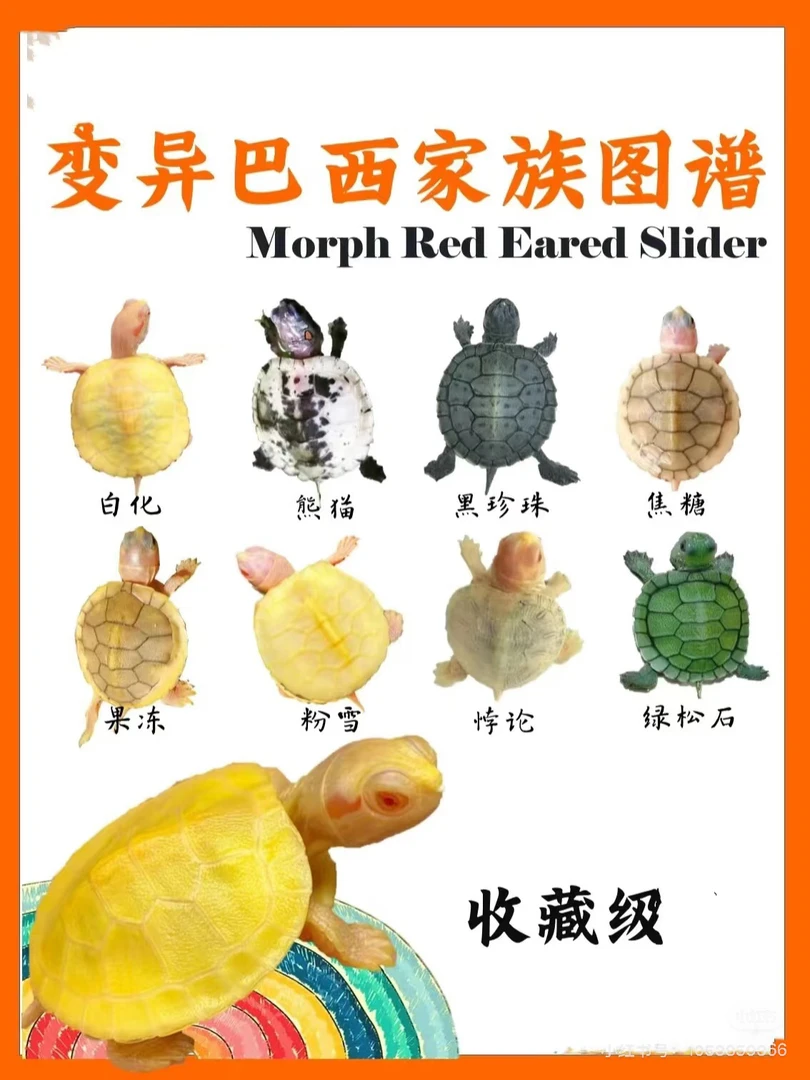 变巴火焰甜甜圈格兰德宠物龟