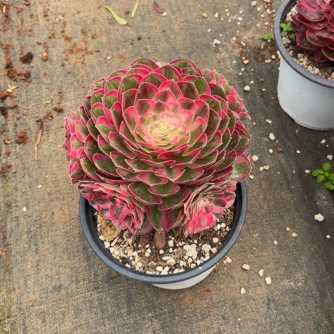 小****无花朵563多肉法师发货